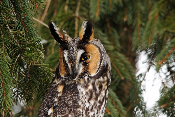 Vigilant Long Eared Owl by Deb Oppermann